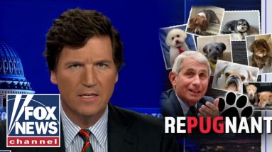 PETA executive calls for Dr. Fauci's resignation