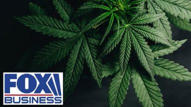 JPMorgan bans trading for some cannabis stocks