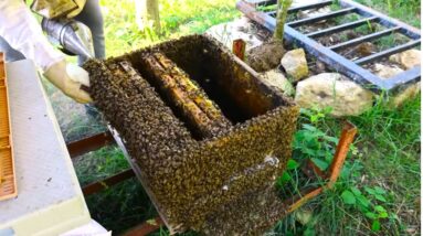 I Rearing Queens for my Hives - Taking care of My Bees