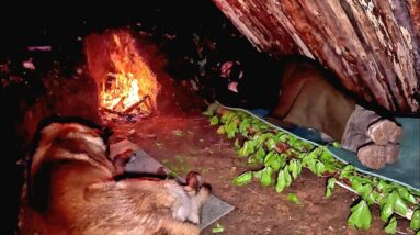 Alone in the Wilderness with My Dog – 3-Day Shelter Build Challenge