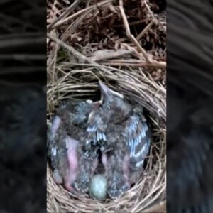 From Egg to Air: A Baby Bird’s Journey