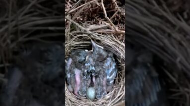From Egg to Air: A Baby Bird’s Journey
