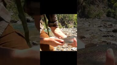 Wild Trout Catch & Cook in a Hidden Mountain Stream | Bushcraft Overnight #cooking #outdoors