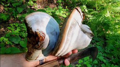 Ancient Fire Making with Chaga Fungus – Flint and Steel in the Wild