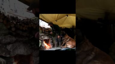 Rain Shelter with My Dog – Cozy Forest Escape