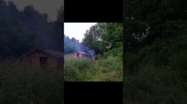 Rainy Forest BBQ with My Dog