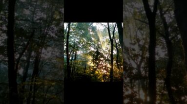 Bushcraft Camp in the Deep Forest | Shelter Build & Time with My Dog