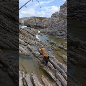 Fishing with My Dog 🎣🐕