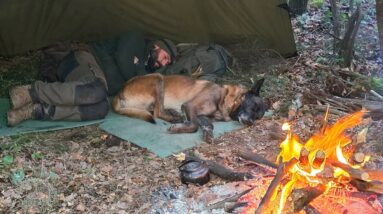 When Wild Animals Got Too Close | My Dog's Warning Saved Us