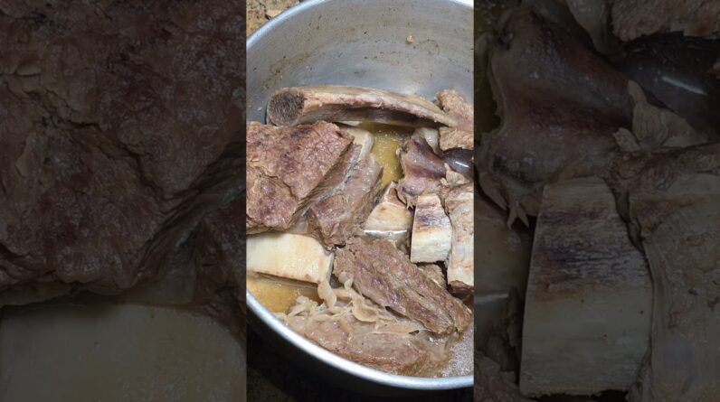 2 Days in the Forest with My Dog