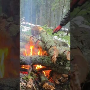 Camping in the Forest with My Dog