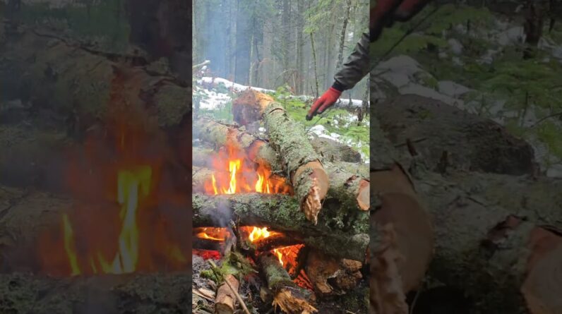 Camping in the Forest with My Dog