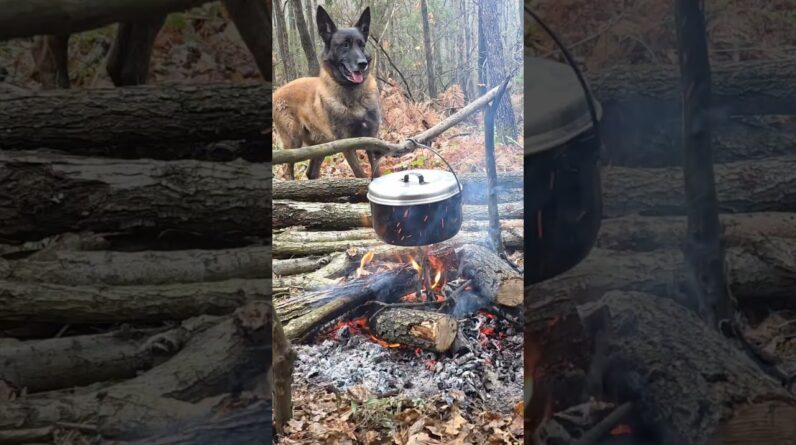 Forest Camping with My Dog – Just Us! 🌲🐕❄