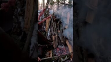 No Shelter, Just Fire #bushcraft #survival #shorts
