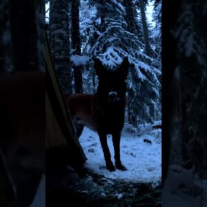 Hot Tent Camping in the Snowy Forest with My Dog