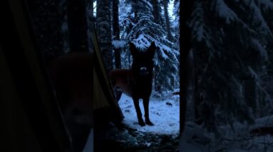 Hot Tent Camping in the Snowy Forest with My Dog