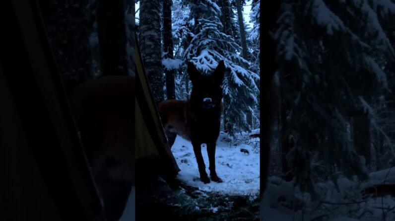 Hot Tent Camping in the Snowy Forest with My Dog