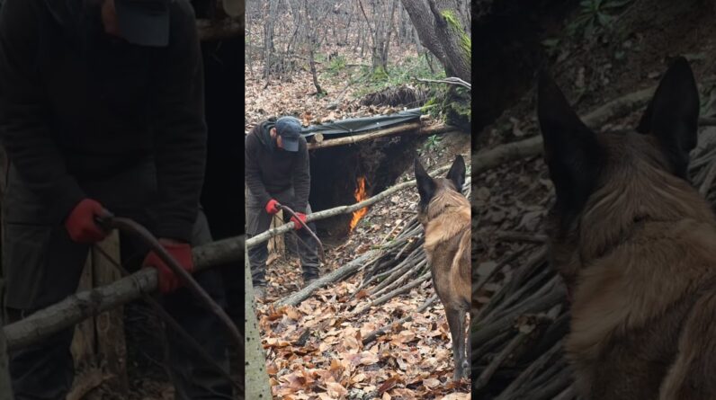 I Returned to My Old Shelter with My Dog