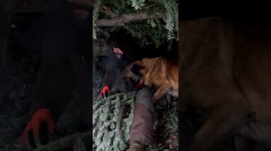 I Spent the Night in a Snow Forest with My Dog