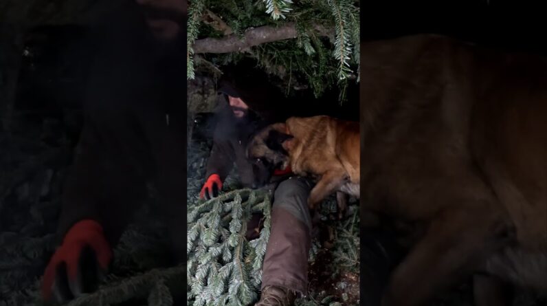 I Spent the Night in a Snow Forest with My Dog