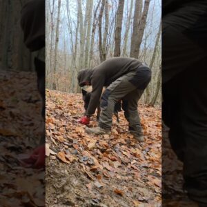 Returned to My Forest Shelter with My Dog – 2 Days