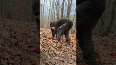 Returned to My Forest Shelter with My Dog – 2 Days