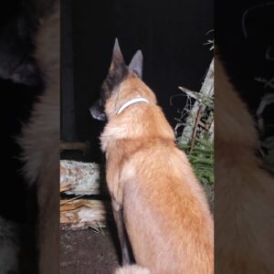 My Dog and I Test Survival Skills in a Wet Rainy Forest #bushcraft #survival #outdoors