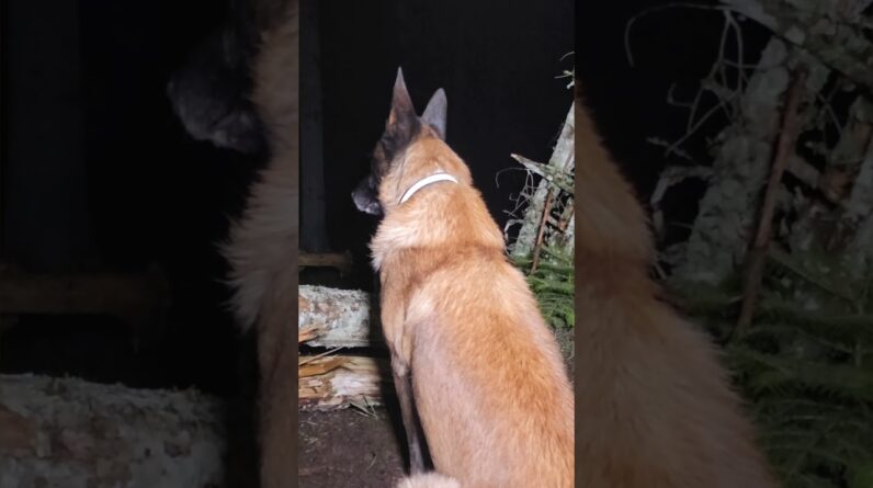 My Dog and I Test Survival Skills in a Wet Rainy Forest #bushcraft #survival #outdoors