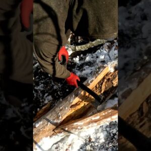 Two Days of Survival in a Snowy Forest with My Dog