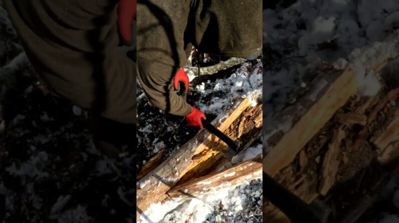 Two Days of Survival in a Snowy Forest with My Dog