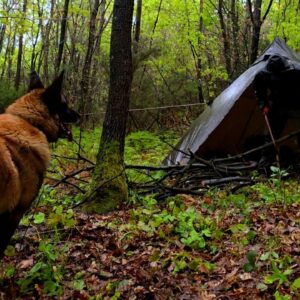 Solo Camping in Brutal Storm Conditions with My Dog