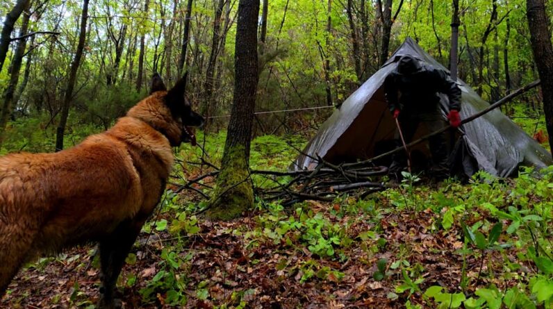 Solo Camping in Brutal Storm Conditions with My Dog