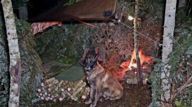 My Dog and I Spent 2 Days Alone in the Spruce Forest | Bushcraft Survival