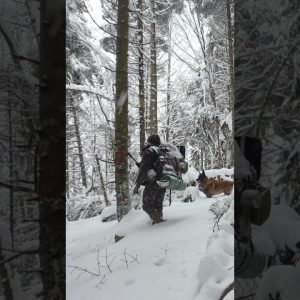 Camping with My Dog in Extreme Cold ❄️🐕 #bushcraft #outdoors