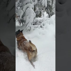 Agir Enjoying the Snow