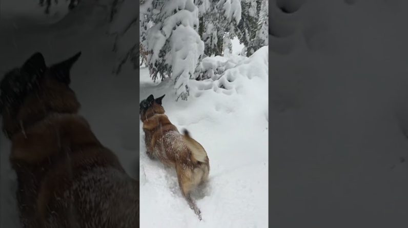 Agir Enjoying the Snow