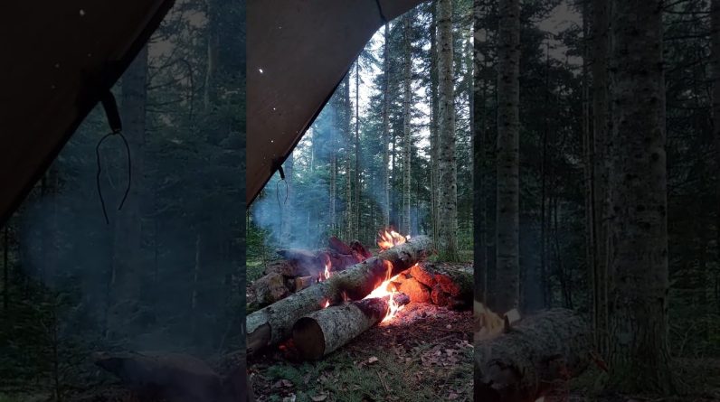 Campfire & Bird Sounds