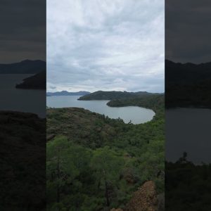Where the Forest Meets the Sea