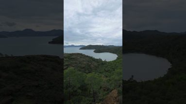 Where the Forest Meets the Sea